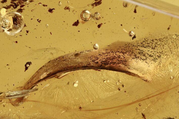 Detailed Fossil Leaf in Baltic Amber #273300